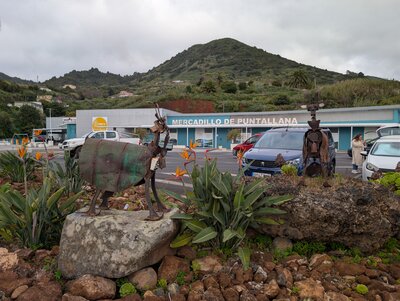 Cabras de raza palmera